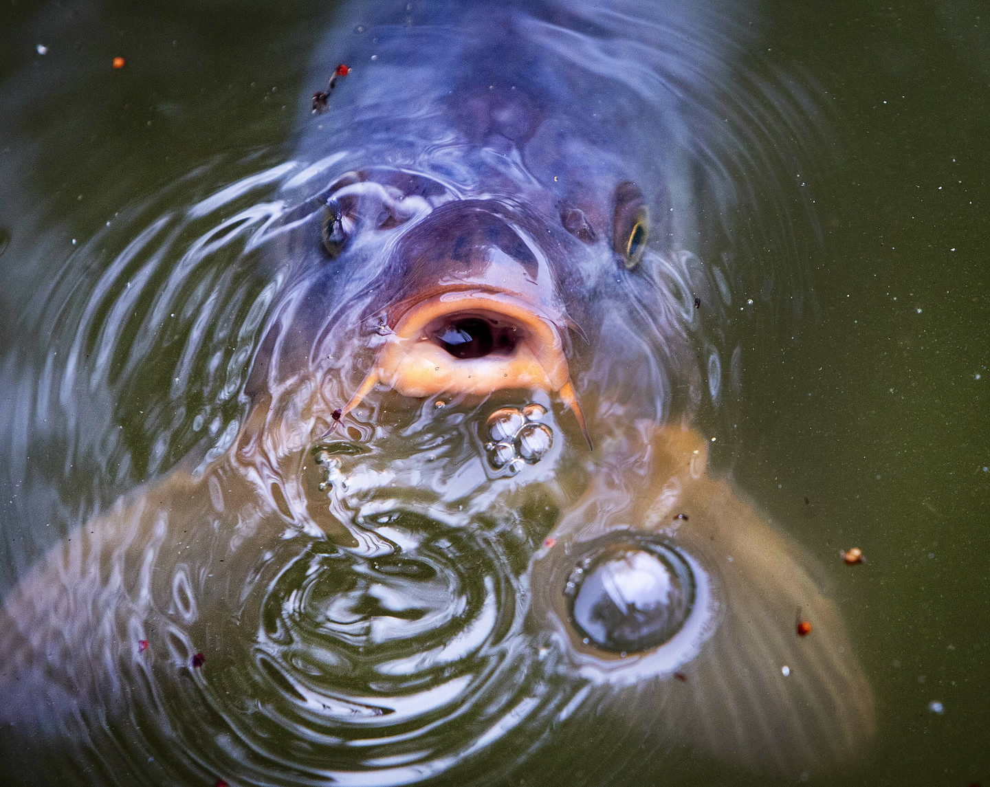 Do Fish Dream? Video RealClearScience