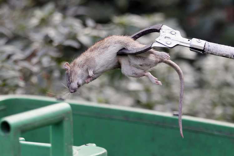 New York Rats Taking Over NYC, and It's Not Alone