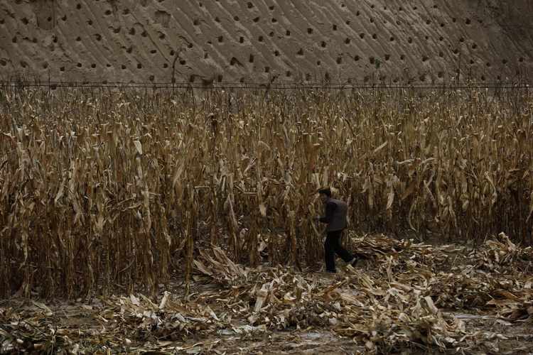 China, Corn and Caterpillars