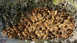 Rock-Eating Shipworm Is First of Its Kind