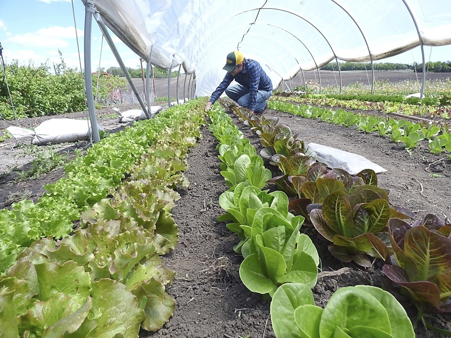 Genes From Bacteria Likely Aided Plants' Move to Land RealClearScience