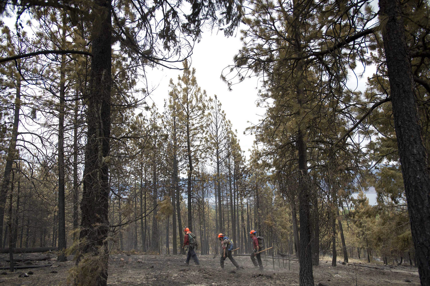 Hidden Japanese Settlement in British Columbia RealClearScience
