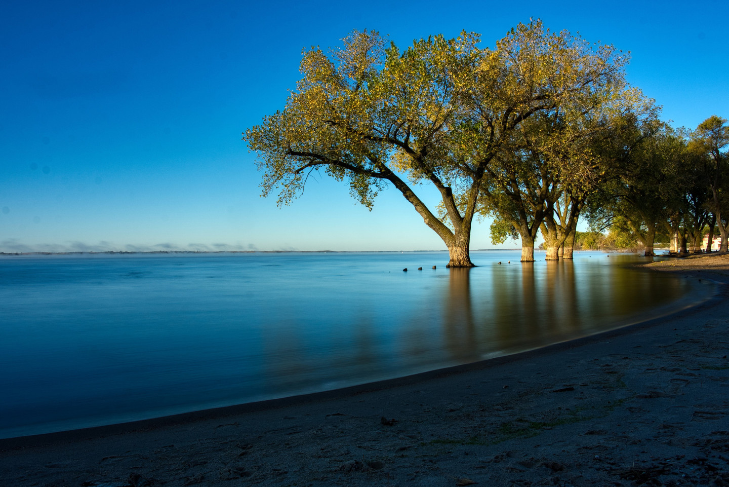 What Would Trees Look Like On Other Video RealClearScience