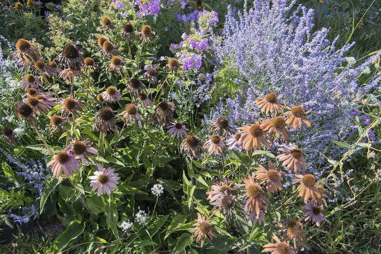 How and Why Did Flower Color First Evolve? RealClearScience