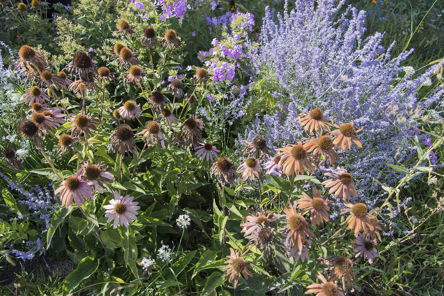 How and Why Did Flower Color First Evolve? RealClearScience