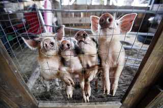 Piglets Born With Monkey Cells Are a World First