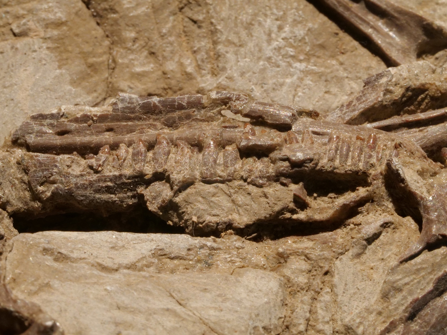 Oldest Fossil Evidence of Animal Parenting RealClearScience