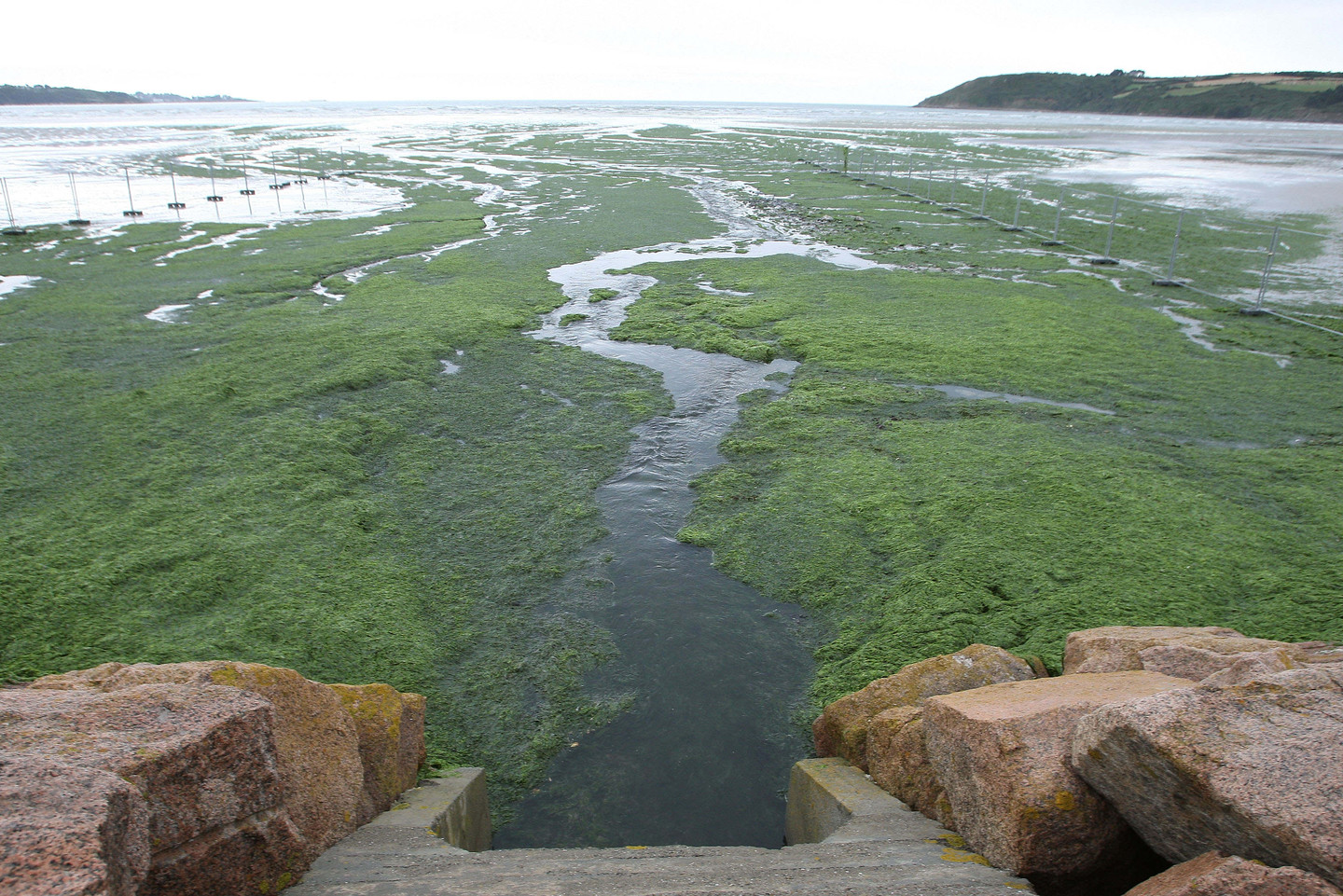 France's Deadly Seaweed RealClearScience