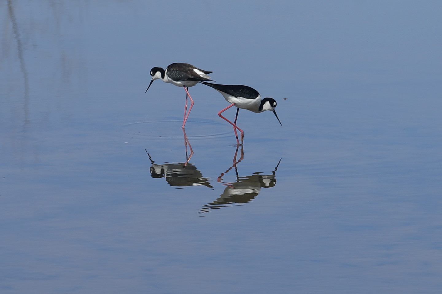 Sketchy Journal Publishes 'What's the Deal With Birds?' RealClearScience