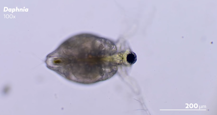 Controversy Upends Contest About Microscopic Videos