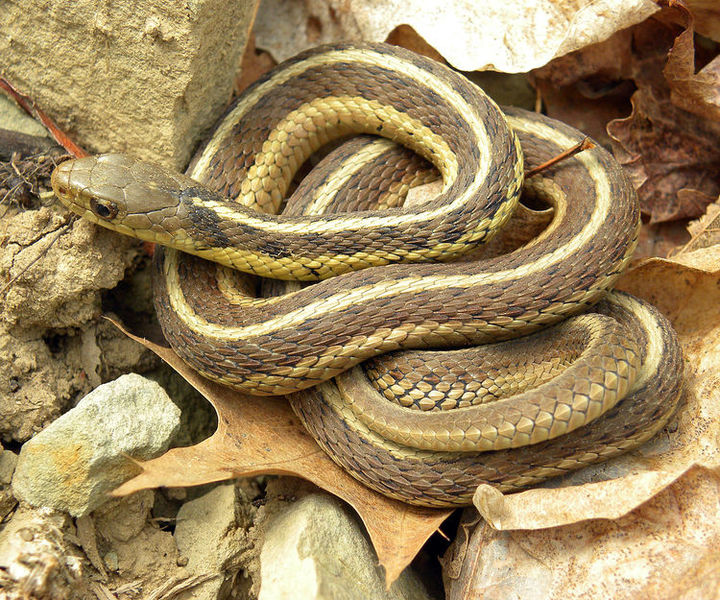 Early Snakes Explored Life in Many Different Habitats