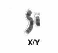Sex Chromosomes Have Many More Roles Than Thought