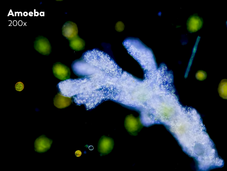 How Do Microorganisms Poop Video RealClearScience