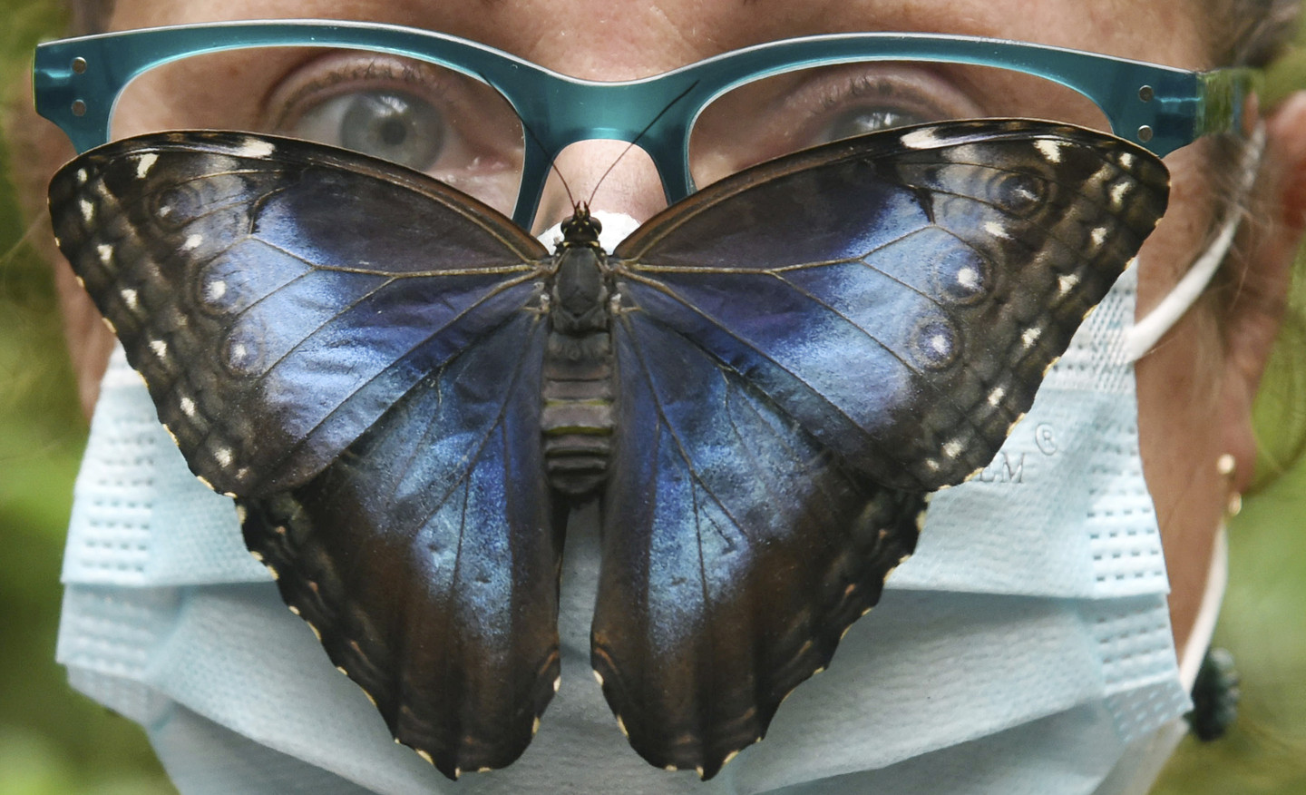 The Quantum Butterfly Noneffect RealClearScience