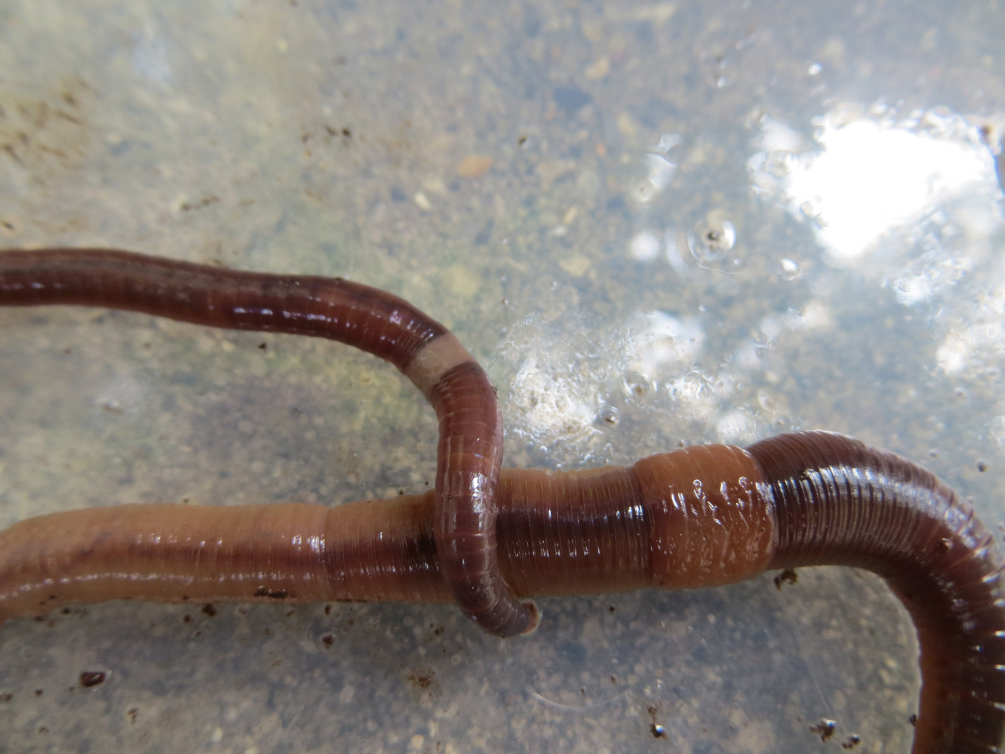 Invasive Jumping Worms Have Spread to 15 States RealClearScience