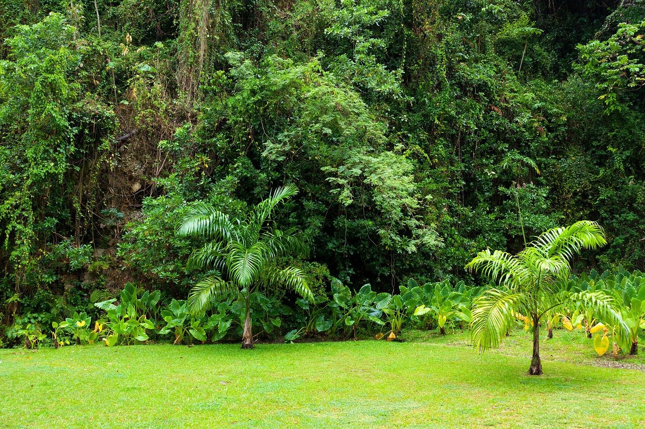 Rainforests, Not Humans, Killed SE Asia's Megafauna | RealClearScience