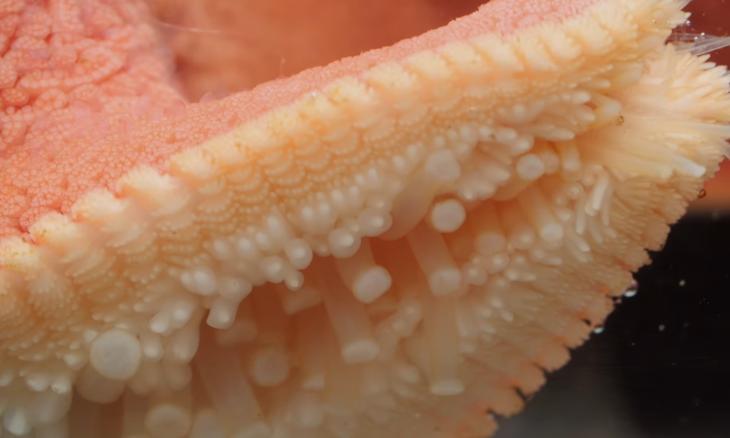 starfish 1 low on feet