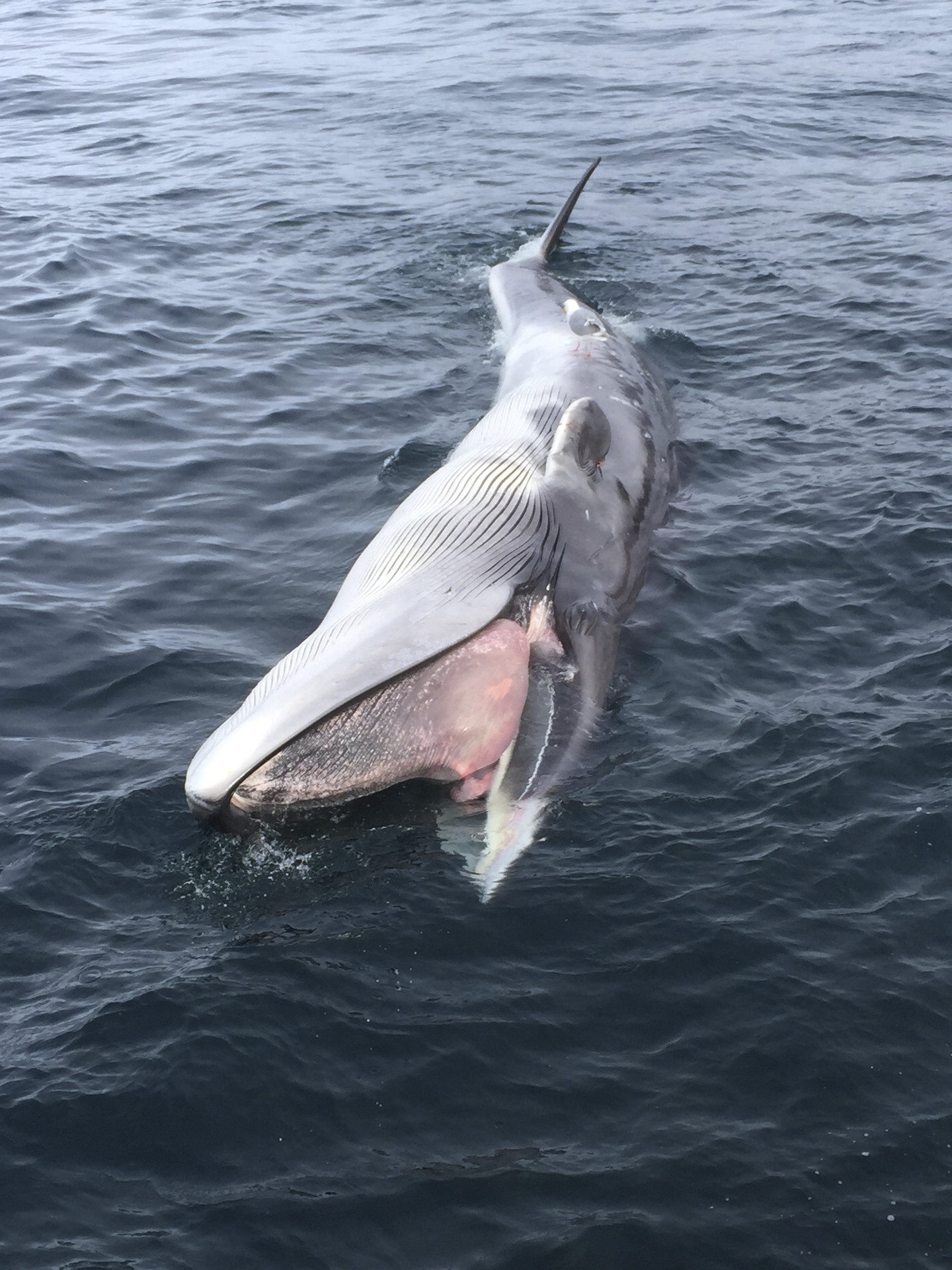 Scientists Baffled By This Beluga Whale'S Unique Condition - buhdai9
