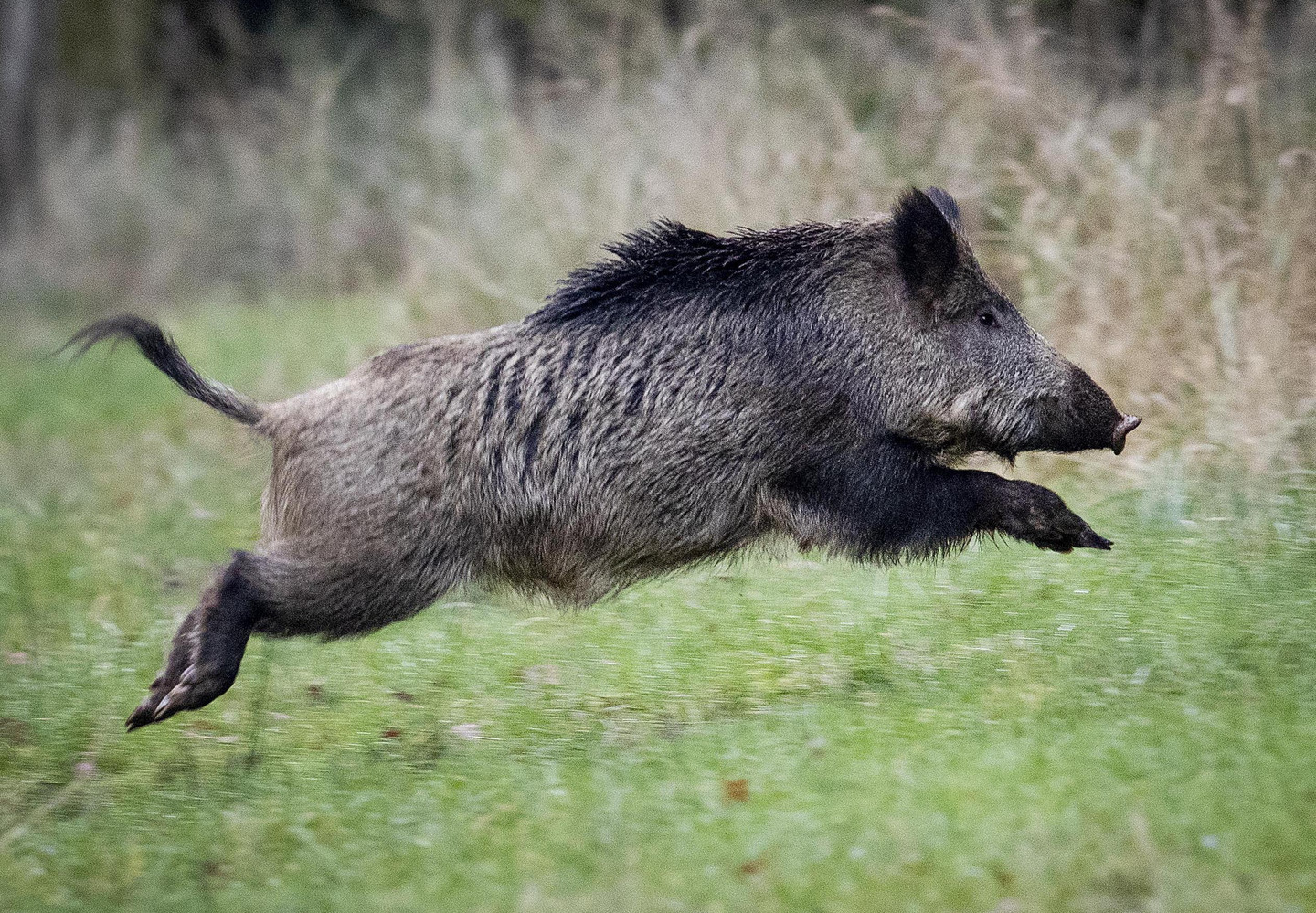 Wild Boars Rome Wild Boars Are Ransacking Rome | RealClearScience