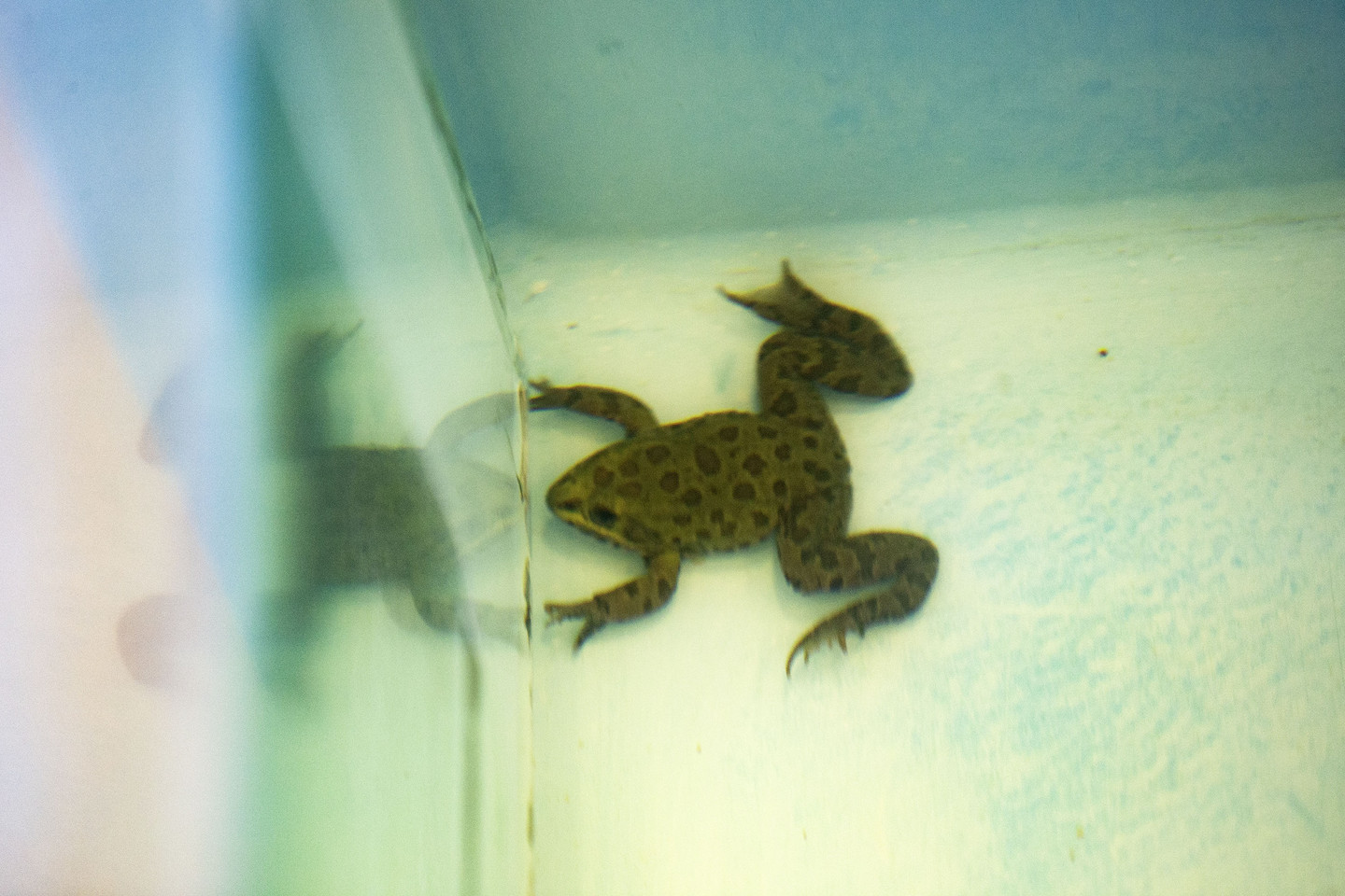 The "Myth" of the Boiling Frog RealClearScience