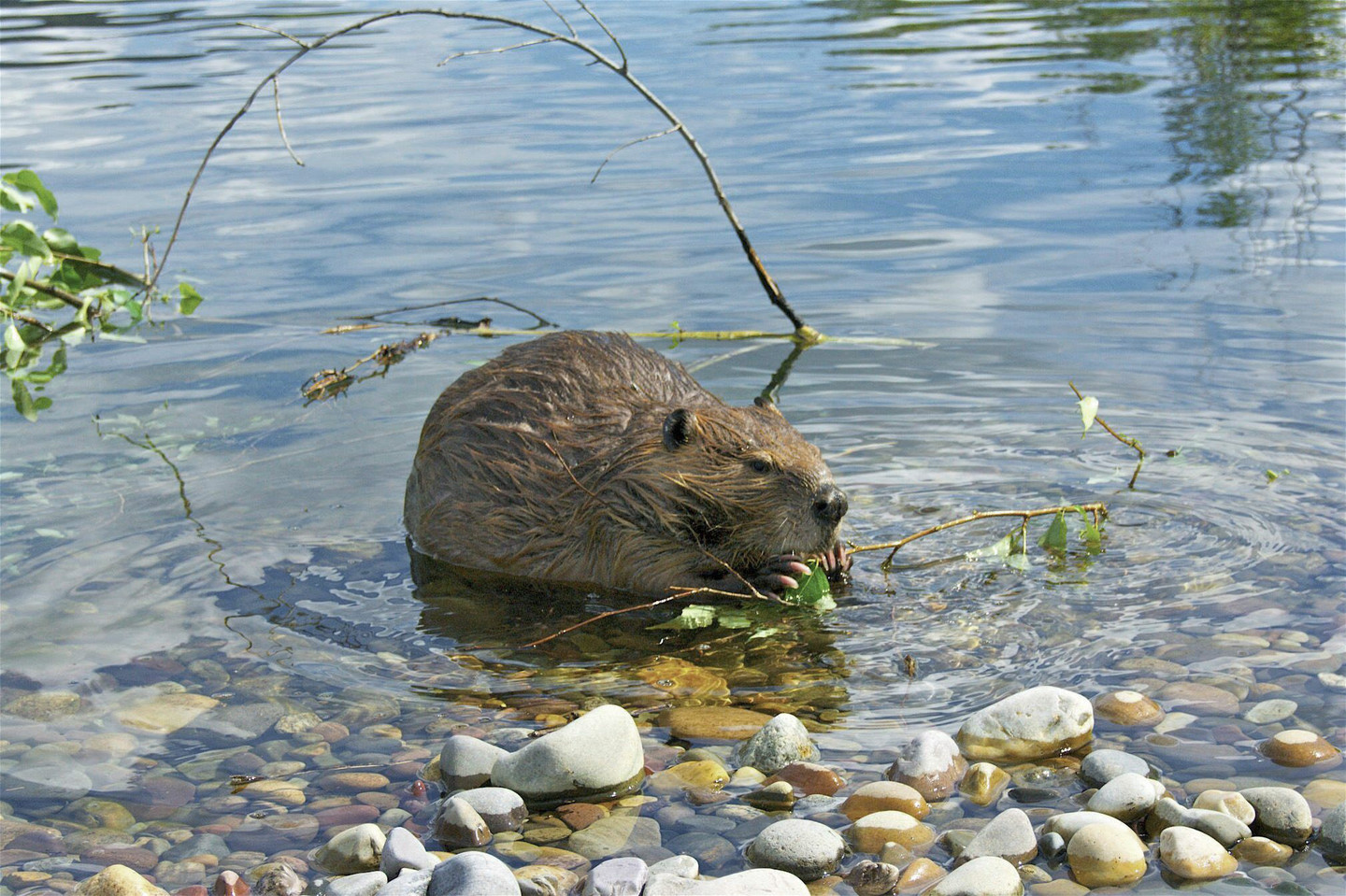 Wolf Attacks On Beavers Altering Landscape Of National Park 