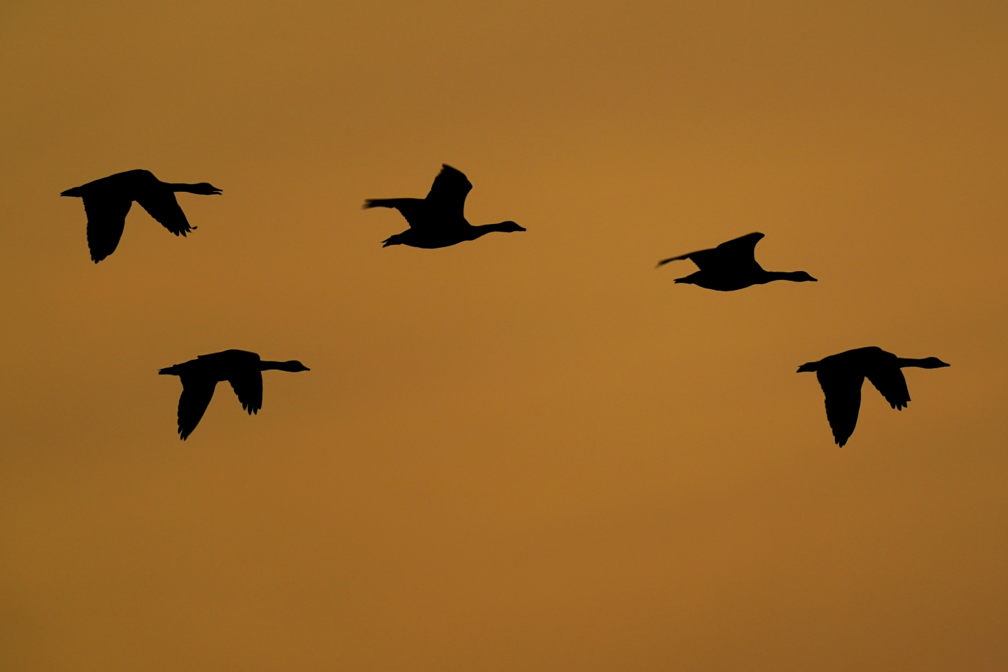 How Do Geese Know How to Fly South for the Winter? RealClearScience