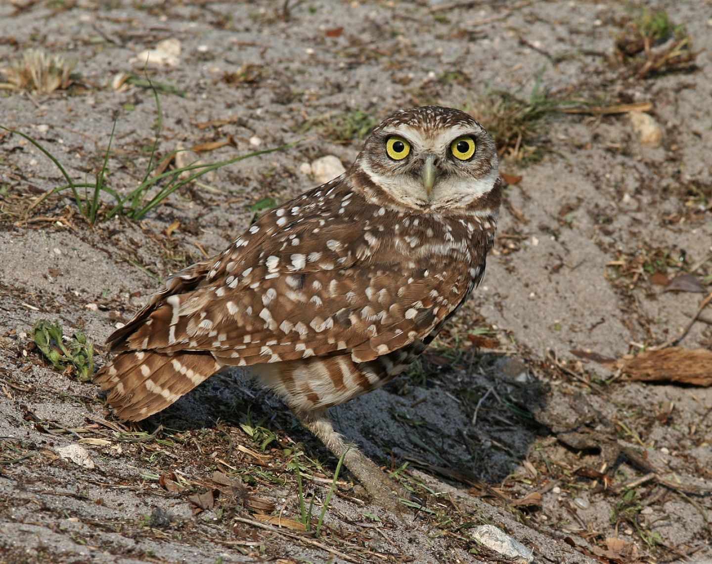 The Burrowing Owl Sounds Like a Rattlesnake | RealClearScience