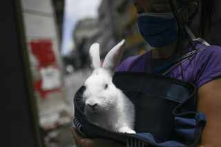 Cornell Emotional Support Bunny is Instagram Famous | RealClearEducation