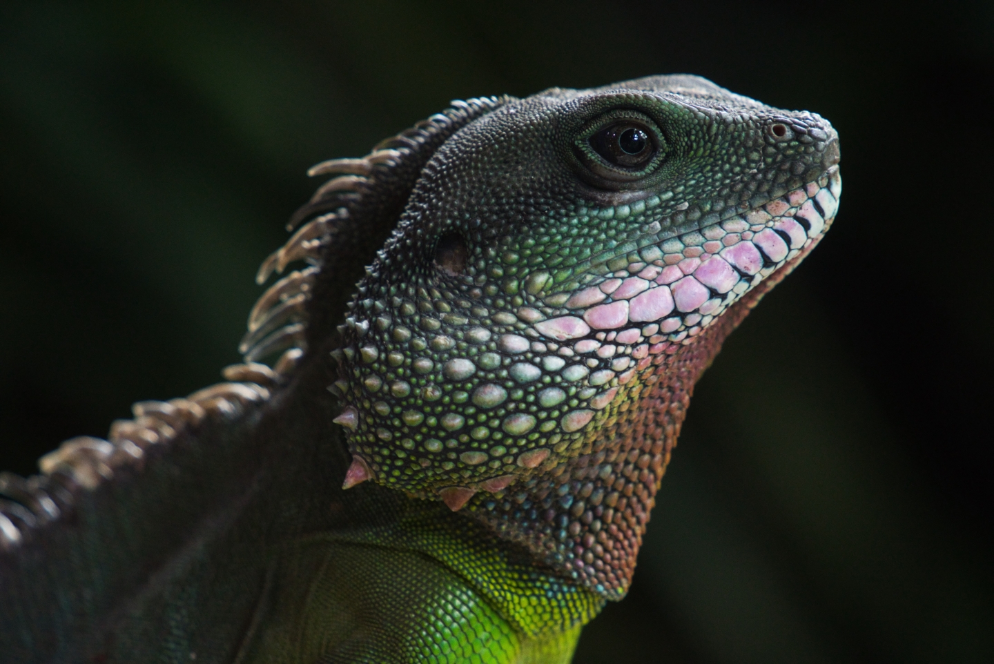 When Lizards Took Over the World | RealClearScience