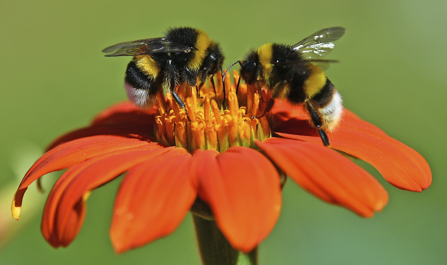 Big Bumblebees Learn Locations of Best Flowers RealClearScience
