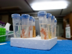How 'Iron Man' Bacteria Could Help Protect the Environment