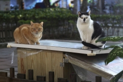 Why Even the Fastest Human Can't Outrun Your Cat