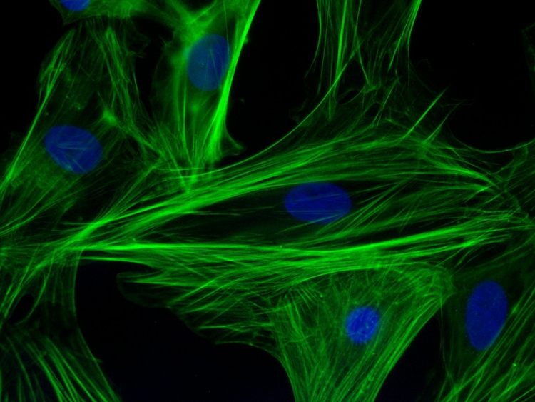 Biology Might Not Be Quantum, but Its Math Is Quantumlike
