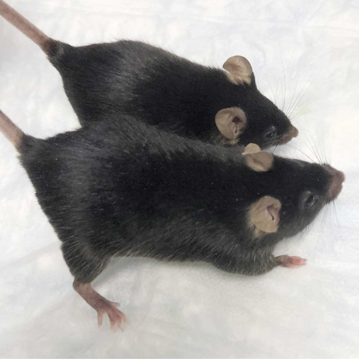 Healthy Mice Born From FreezeDried Sperm RealClearScience