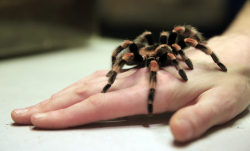 Tarantula's Ubiquity Traced Back to the Cretaceous