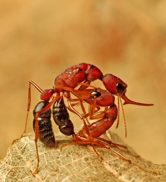Ant Queen Gives Birth to Two Separate Species