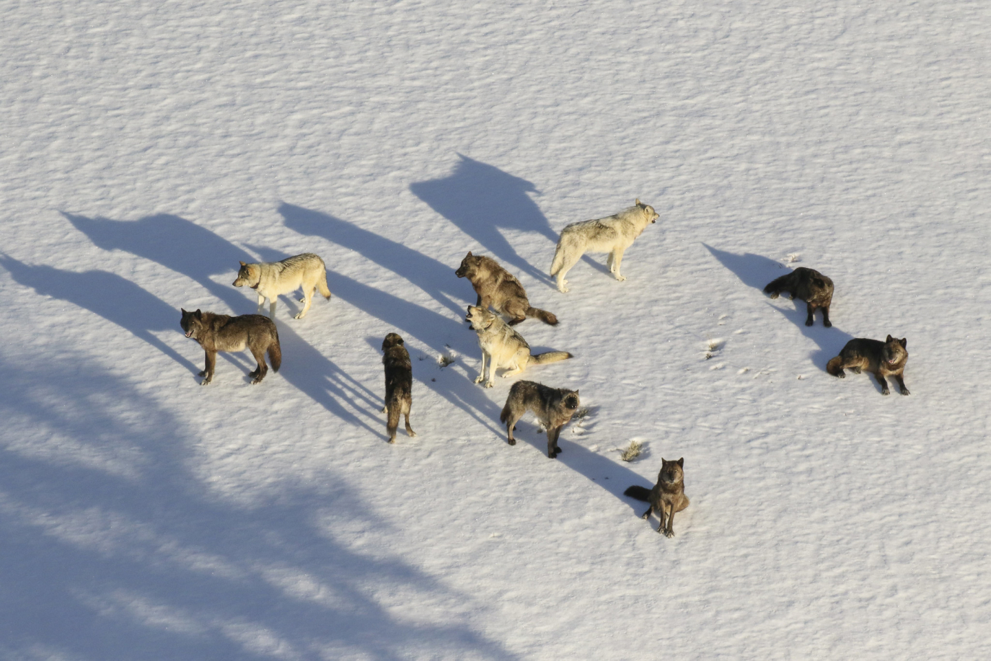 Wolf Packs Don't Actually Have 'Alphas' RealClearScience