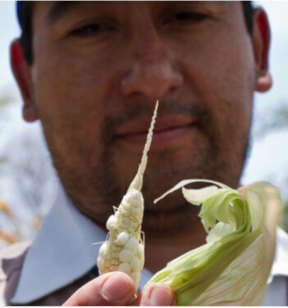 A sparse corn yield in the Central American dry corridor, which is driving immigrants north. World Food Program USA/Francisco Fion