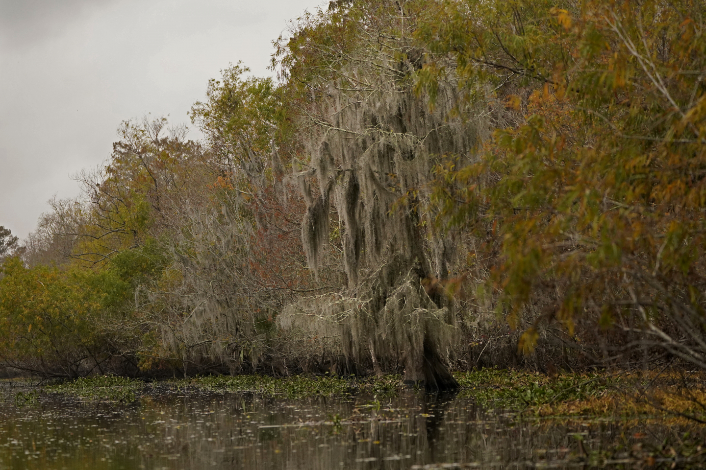 Underwater Ancient Cypress Forest Offers Clues to the Past