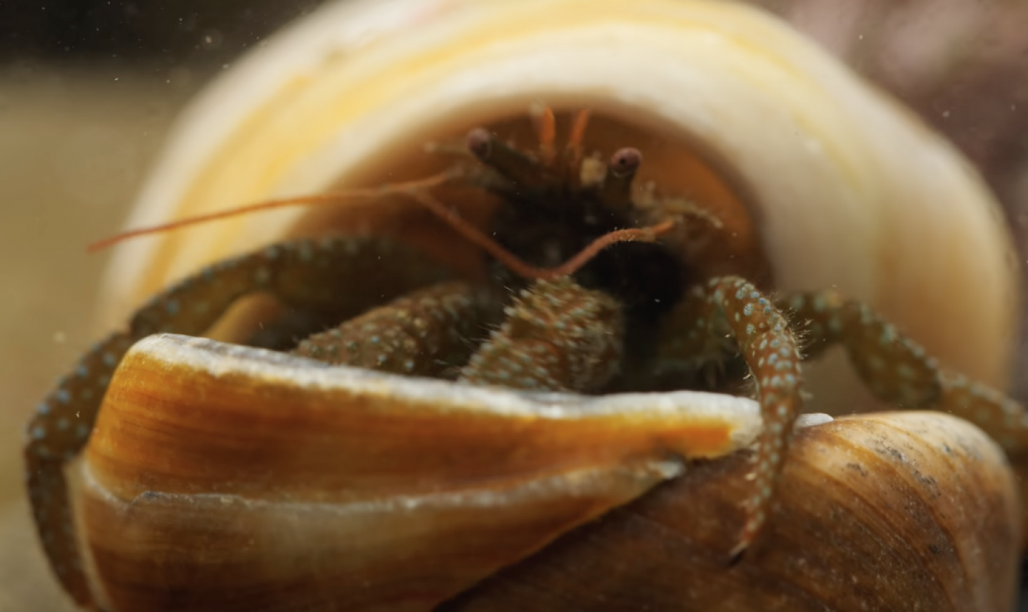 Watch Feisty Hermit Crabs Brawl Over Snail Shells RealClearScience