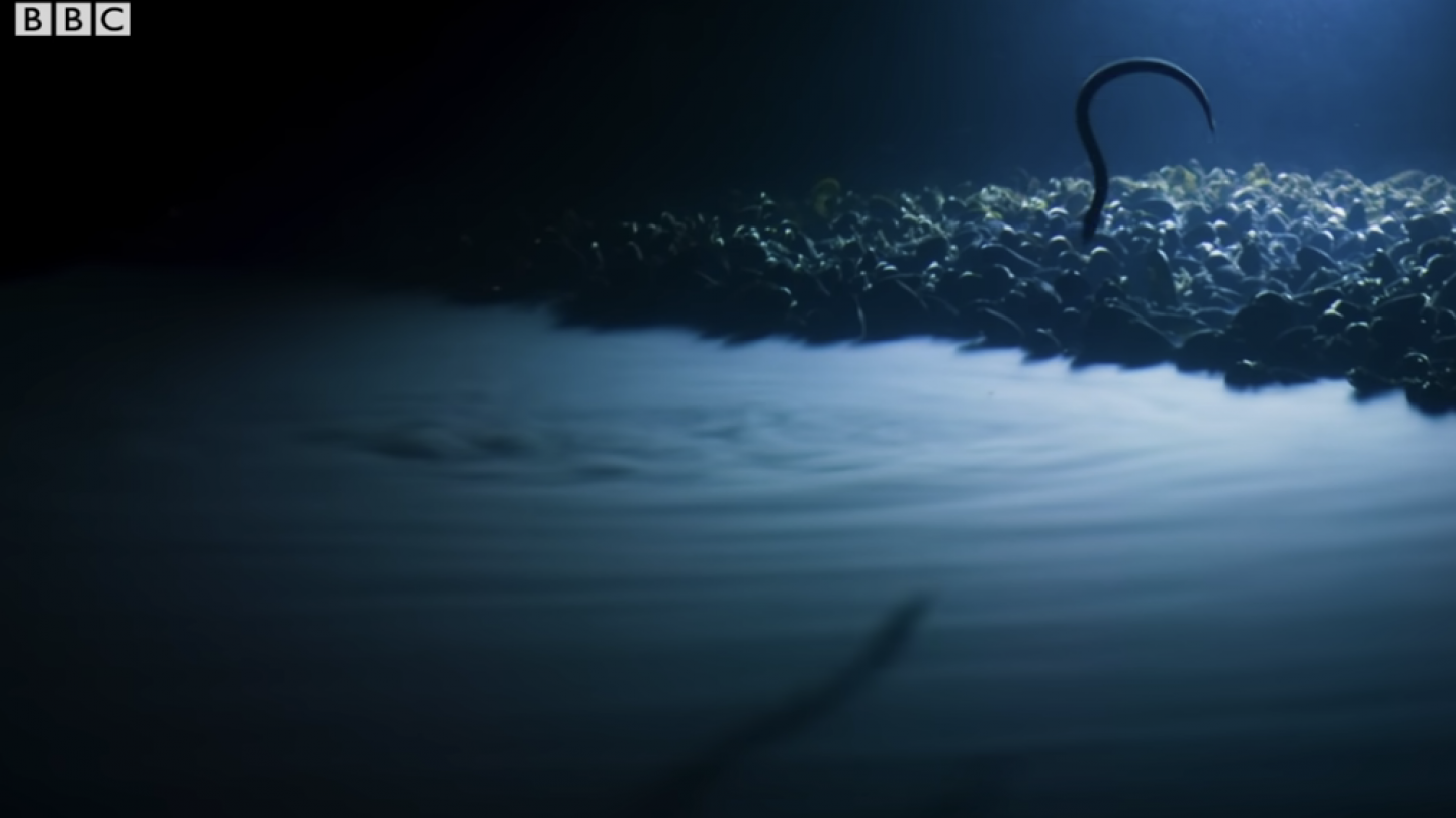 Watch Eel Suffers Toxic Shock From Deep Sea Brine Lake RealClearScience