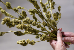 Delta-8-THC Craze Concerns Chemists