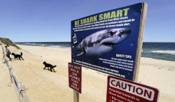 Great White Sharks Have Returned to Cape Cod