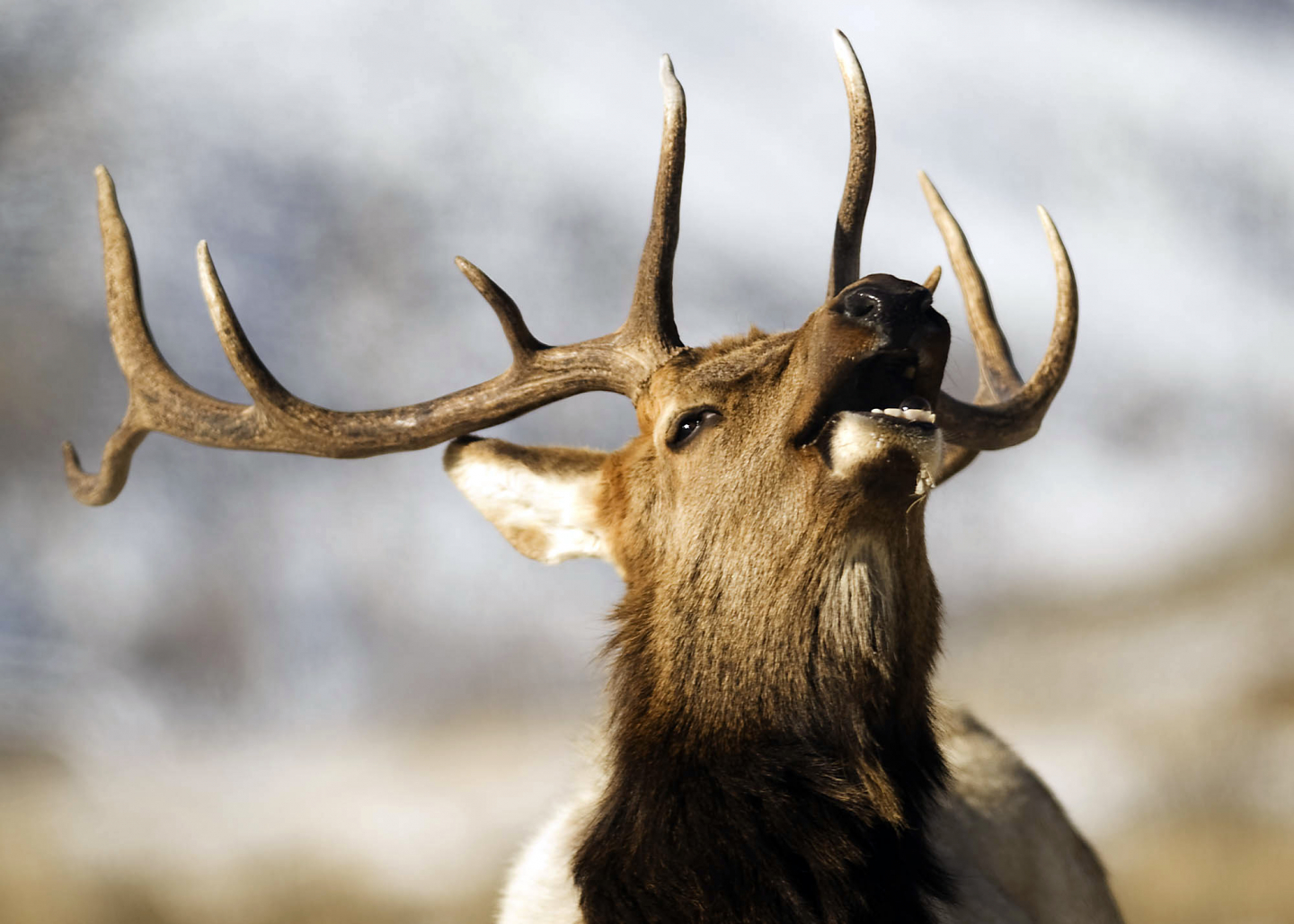 The Slaughter of Elk at Yellowstone Park RealClearScience