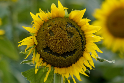 Kite & Key Media: We've Already Figured Out The Secret To Happiness