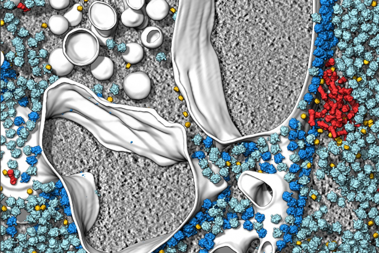 Untangling Cellular Senescence at Its Roots