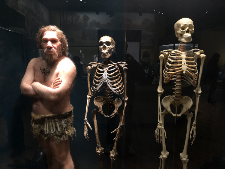 Should Scientists Bring Human Ancestors Back to Life?