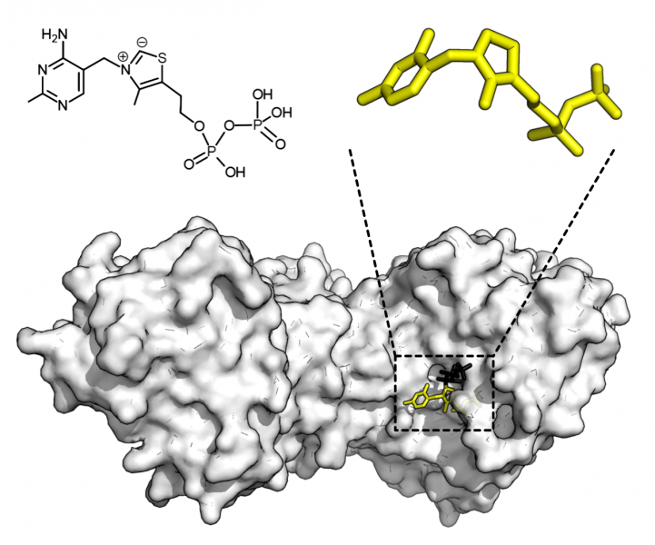 Enzyme Rewinds Decades of Molecular Aging
