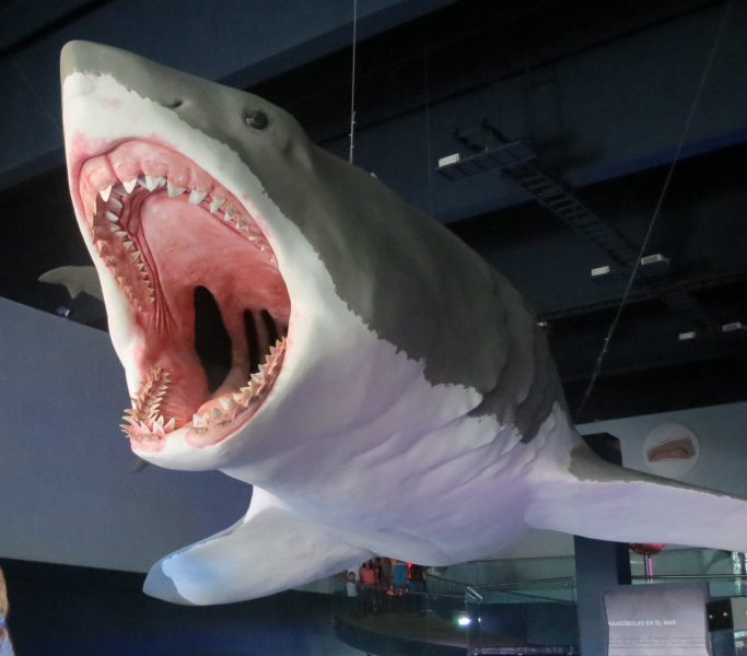 Rediscovered Fossil Confirms Megalodon's Terrifying Size