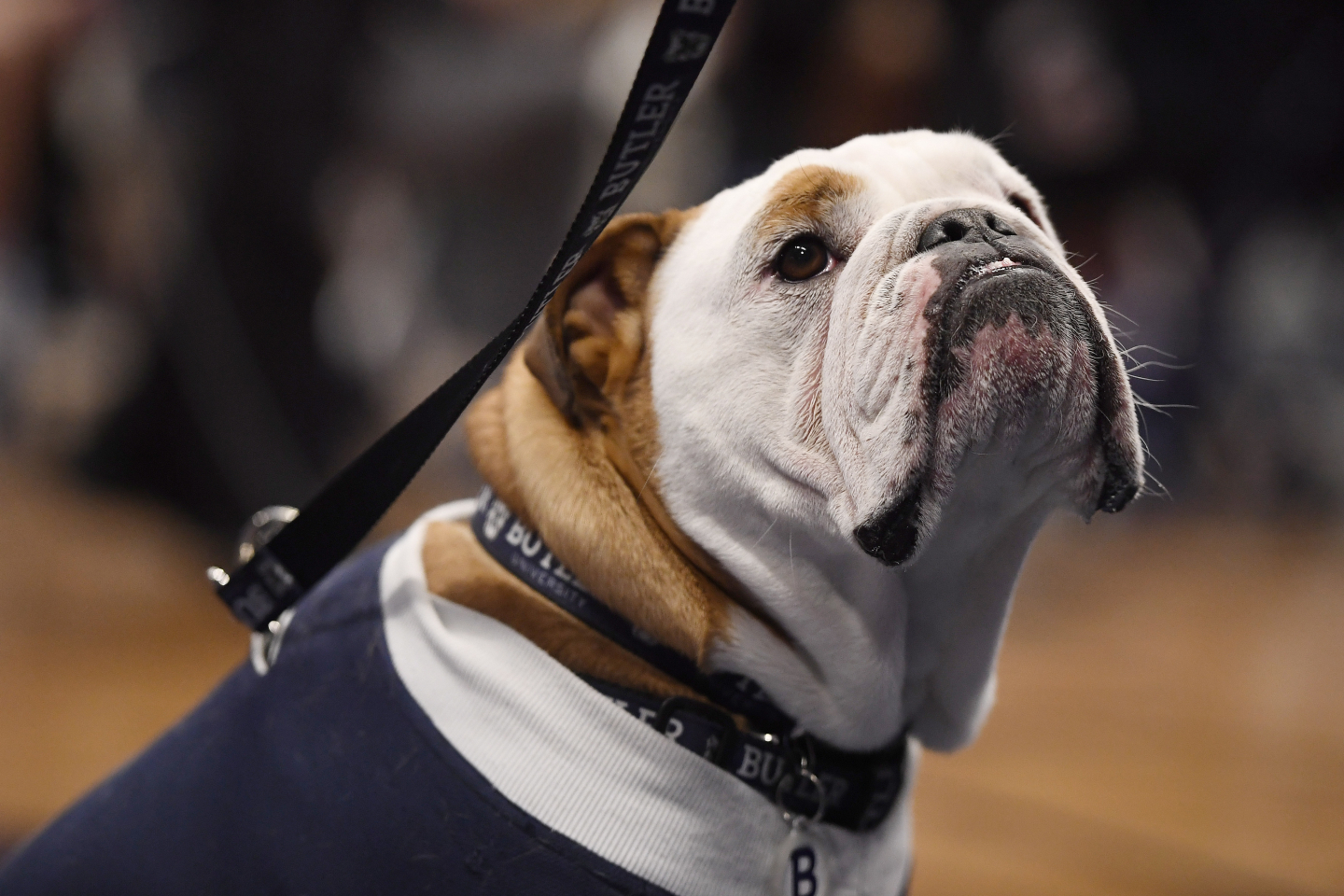 Is Breeding Bulldogs Cruel? RealClearScience